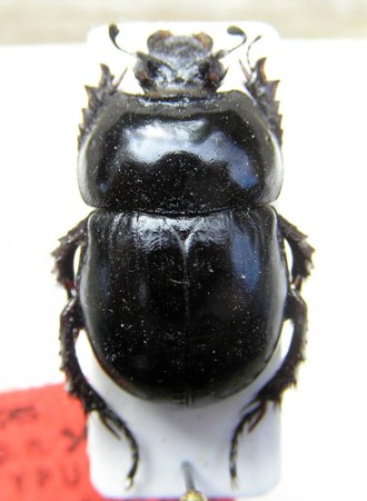Odontotrypes satanas Král, Malý, Schneider, 1998 (Geotrupidae)